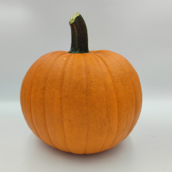 Dynia Racer F1 PREMIUM 1 tyś. nasion st